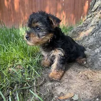 Tiny , a male Yorkshire Terrier for sale in Chesterfield, MI – 2 of 5