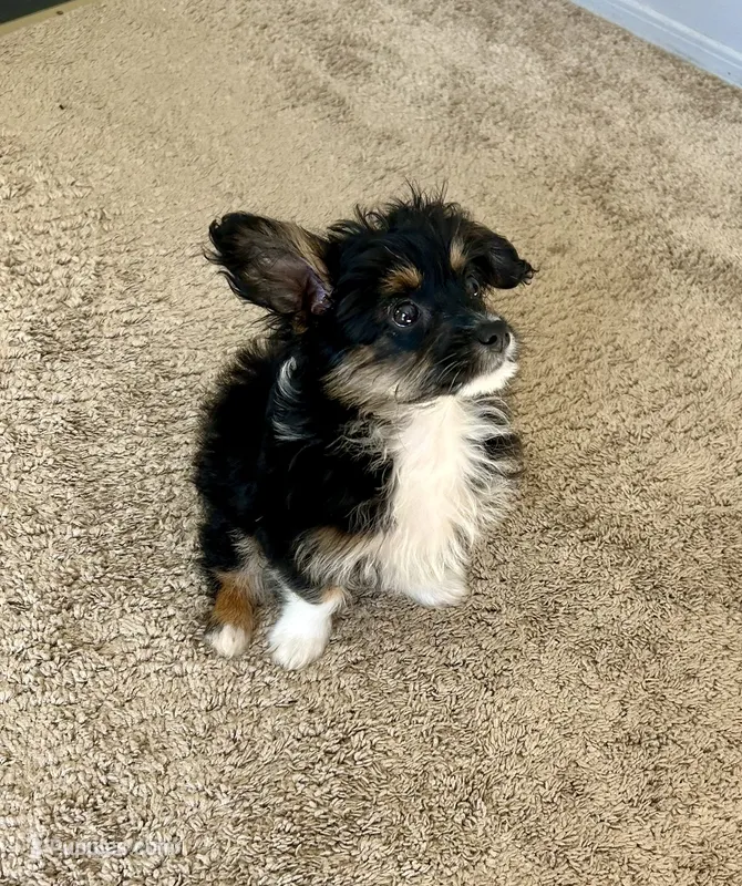 Will  – Miniature Aussiedoodle puppy for sale in Chesterfield, MI