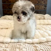Oscar, a male Pomeranian and Shih Tzu for sale in Chesterfield, MI – 7 of 10