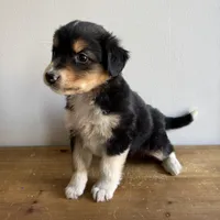 Stan, a male Australian Shepherd for sale in Chesterfield, MI – Photo 2 of 2