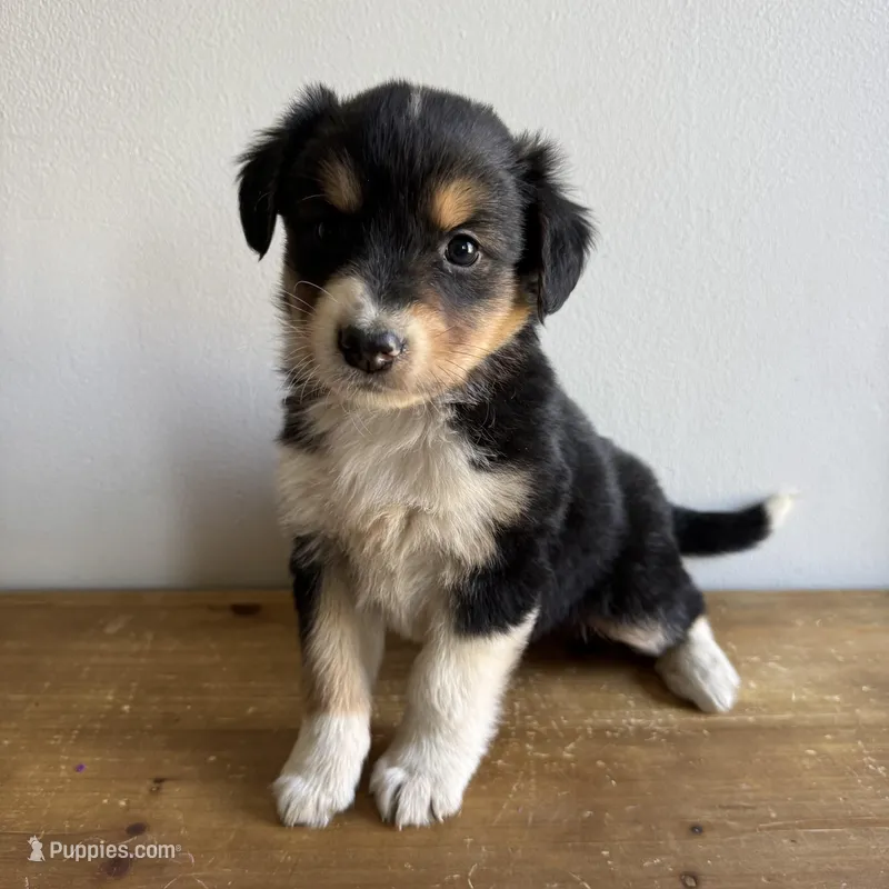 Stan – Australian Shepherd puppy for sale in Chesterfield, MI