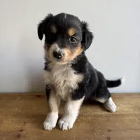 Stan, a male Australian Shepherd for sale in Chesterfield, MI – Photo 1 of 2