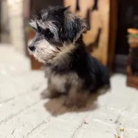 Stan, a male Maltese and Yorkshire Terrier for sale in Macomb, MI – 5 of 6