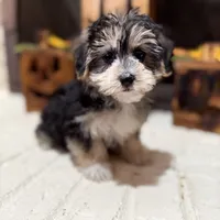 Greg, a male Morkie for sale in Macomb, MI – 3 of 8