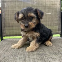 Chase, a male Yorkshire Terrier for sale in Chesterfield, MI – 2 of 6