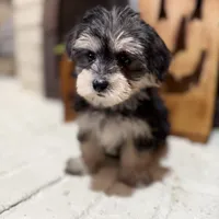 Alexa, a female Maltese and Yorkshire Terrier for sale in Macomb, MI – 6 of 9