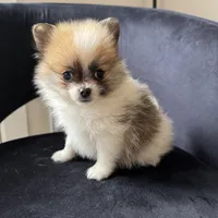 Tina , a female Pomeranian for sale in Chesterfield, MI – 1 of 6