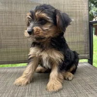 Chase, a male Yorkshire Terrier for sale in Chesterfield, MI – 6 of 6