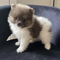 Kyle, a male Pomeranian for sale in Chesterfield, MI – 3 of 5