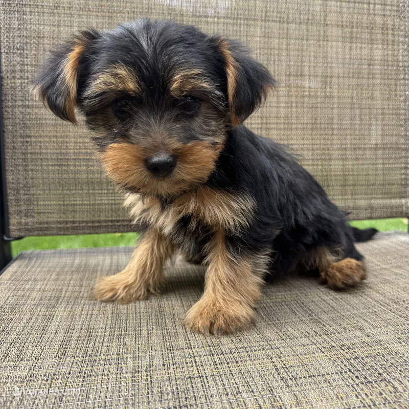 Pauly – Yorkshire Terrier puppy for sale in Chesterfield, MI