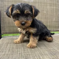Pauly, a male Yorkshire Terrier for sale in Chesterfield, MI – 1 of 7