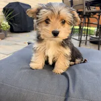 Louie , a male Yorkshire Terrier for sale in Macomb, MI – 4 of 4