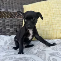 Dylan, a male Chihuahua for sale in Chesterfield, MI – 3 of 5