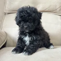 Benji, a male Shihpoo for sale in Chesterfield, MI – 6 of 7