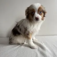 Stassi, a female Toy Australian Shepherd for sale in Chesterfield, MI – Photo 4 of 7