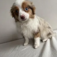 Stassi, a female Toy Australian Shepherd for sale in Chesterfield, MI – Photo 2 of 7