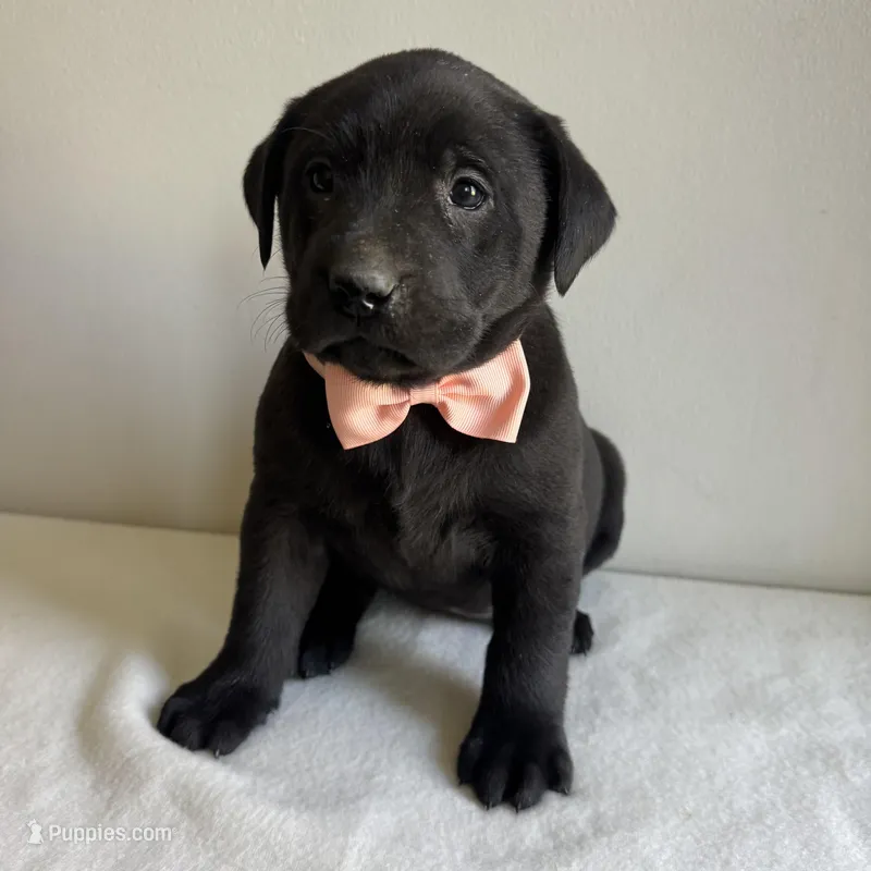 Brandy – Labrador Retriever puppy for sale in Chesterfield, MI