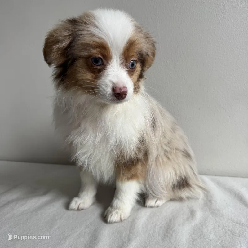 Stassi – Toy Australian Shepherd puppy for sale in Chesterfield, MI