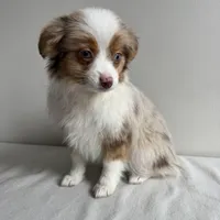 Stassi, a female Toy Australian Shepherd for sale in Chesterfield, MI – Photo 1 of 7