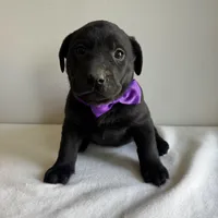 Dolly, a female Labrador Retriever for sale in Chesterfield, MI – Photo 1 of 3