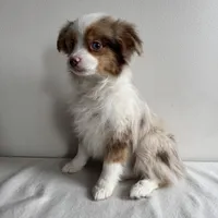 Stassi, a female Toy Australian Shepherd for sale in Chesterfield, MI – Photo 7 of 7