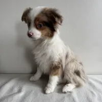Stassi, a female Toy Australian Shepherd for sale in Chesterfield, MI – Photo 6 of 7