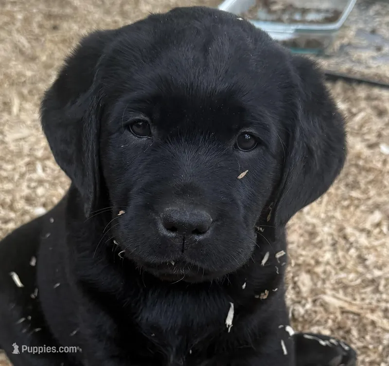 Brandy – Labrador Retriever puppy for sale in Chesterfield, MI