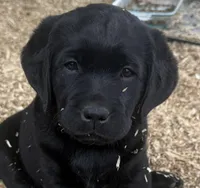 Brandy, a female Labrador Retriever for sale in Chesterfield, MI – Photo 1 of 2