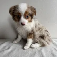 Stassi, a female Toy Australian Shepherd for sale in Chesterfield, MI – Photo 3 of 7