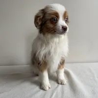 Stassi, a female Toy Australian Shepherd for sale in Chesterfield, MI – Photo 5 of 7