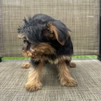 Pauly, a male Yorkshire Terrier for sale in Chesterfield, MI – 6 of 7
