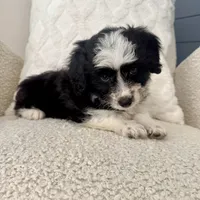 Alan, a male Miniature Aussiedoodle for sale in Chesterfield, MI – 7 of 7