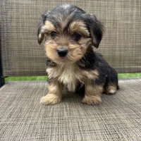 Pauly, a male Yorkshire Terrier for sale in Chesterfield, MI – 8 of 9