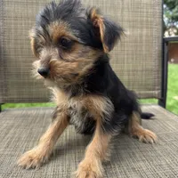 Carl, a male Yorkshire Terrier for sale in Chesterfield, MI – 6 of 9
