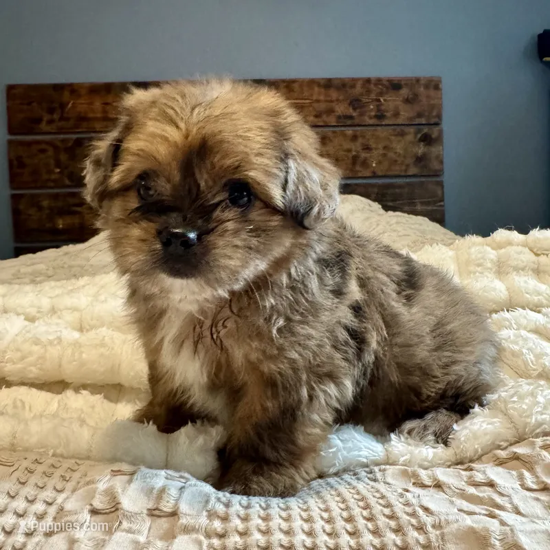 Sasha – Pomeranian, Shih Tzu puppy for sale in Chesterfield, MI