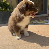 Rachel , a female Miniature Australian Shepherd for sale in Chesterfield, MI – 3 of 5