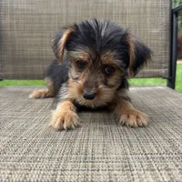 Carl , a male Yorkshire Terrier for sale in Chesterfield, MI – 7 of 10