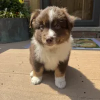 Joey, a male Miniature Australian Shepherd for sale in Chesterfield, MI – 5 of 6