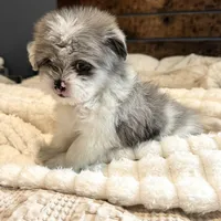Oscar, a male Pomeranian and Shih Tzu for sale in Chesterfield, MI – 6 of 10