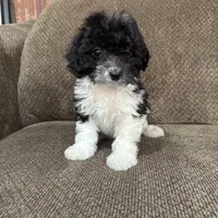 Meadow, a female Havapoo for sale in Chesterfield, MI – 4 of 8