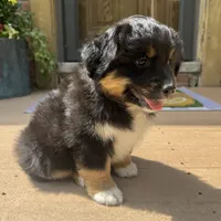 Chandler , a male Miniature Australian Shepherd for sale in Chesterfield, MI – 3 of 6