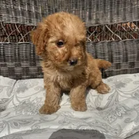 Chucky, a male Poodle - Miniature  for sale in Chesterfield, MI – 9 of 10