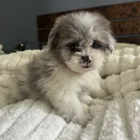 Oscar, a male Pomeranian and Shih Tzu for sale in Chesterfield, MI – 10 of 10