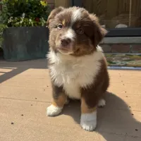 Joey, a male Miniature Australian Shepherd for sale in Chesterfield, MI – 6 of 6