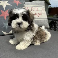 Louie , a male Bichon Frise and Shih Tzu for sale in Chesterfield, MI – 4 of 5