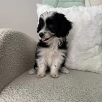 Alan, a male Poodle - Miniature  and Miniature Australian Shepherd for sale in Chesterfield, MI – 2 of 5