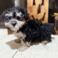 Benny, a male Morkie for sale in Macomb, MI – 4 of 7