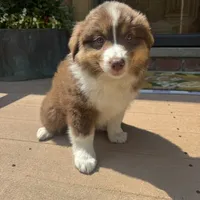 Phoebe, a female Miniature Australian Shepherd for sale in Chesterfield, MI – 5 of 5