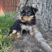 Tanner , a male Yorkshire Terrier for sale in Chesterfield, MI – 5 of 6
