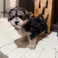 Greg, a male Morkie for sale in Macomb, MI – 8 of 8